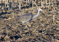 Sandhill Crane 1843